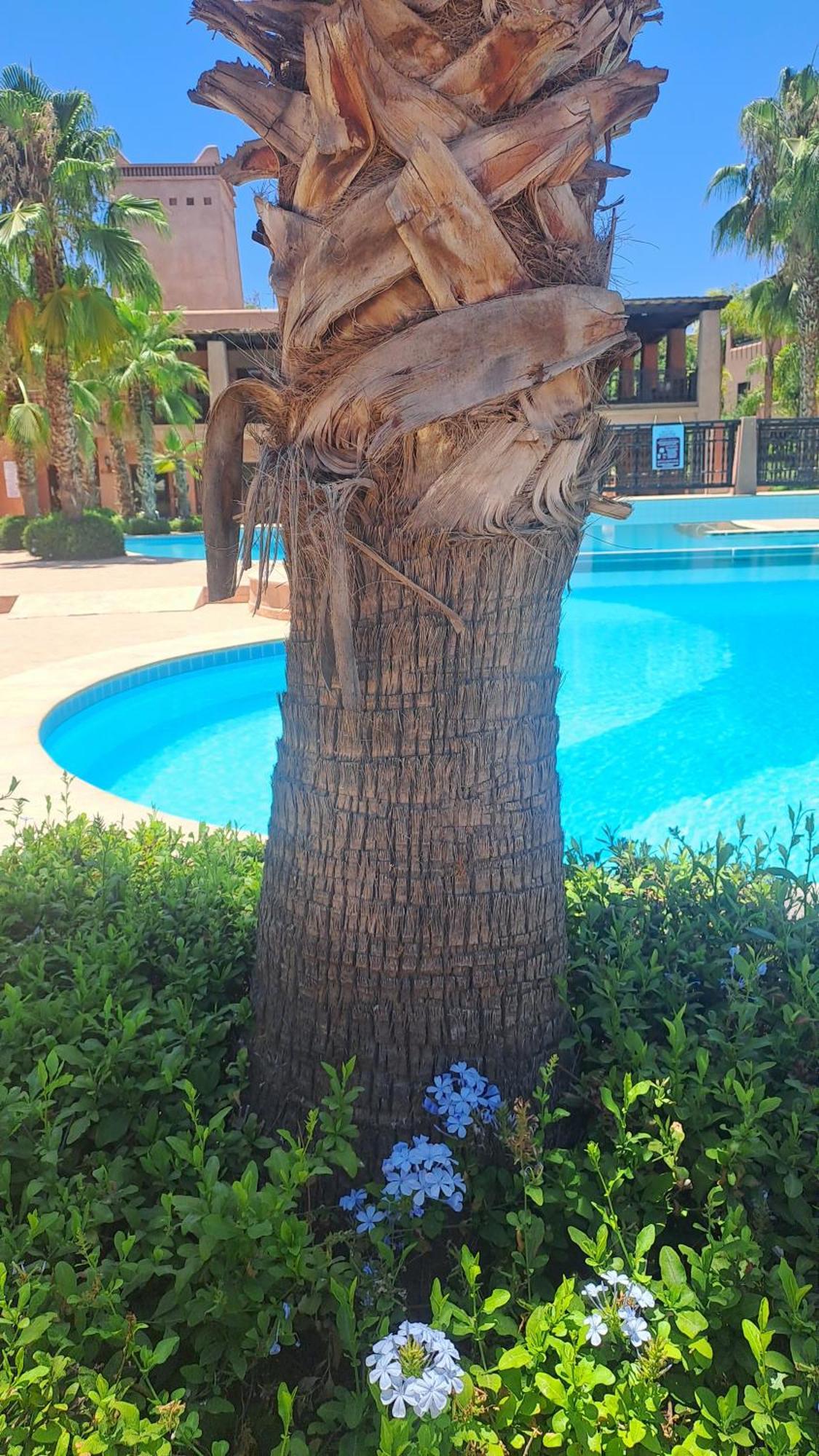 Appartement Avec Piscine Dans Belle Privee Marrakesh